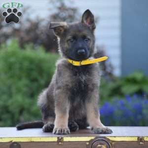 Lonnie, German Shepherd Puppy